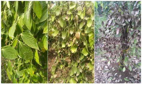 Occurrence and Dietary Risk Assessment of Mycotoxins in Most Consumed ...