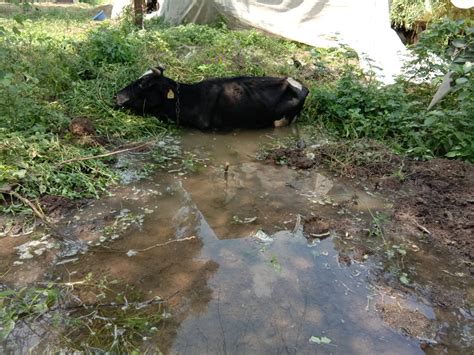 Pipeline leakage causing unfilled potholes; A calf fell into a pit at ...