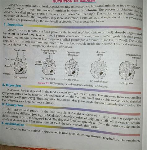 explain the process of nutrition in amoeba - Brainly.in