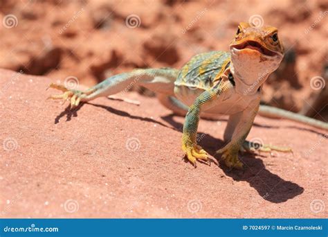 Image result for Eastern Collared Lizard