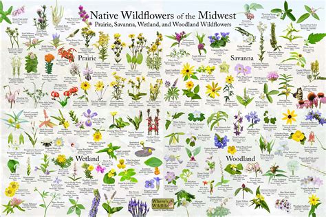 What Wildflowers Are Native To My Area at Lloyd Julia blog