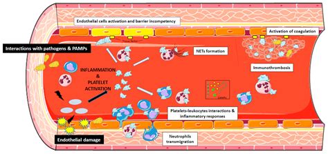 Platelets Are Critical Key Players in Sepsis
