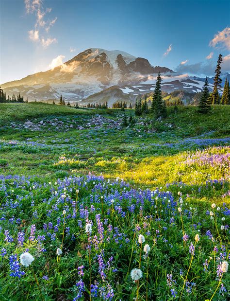 Pollination Importance 的图像结果