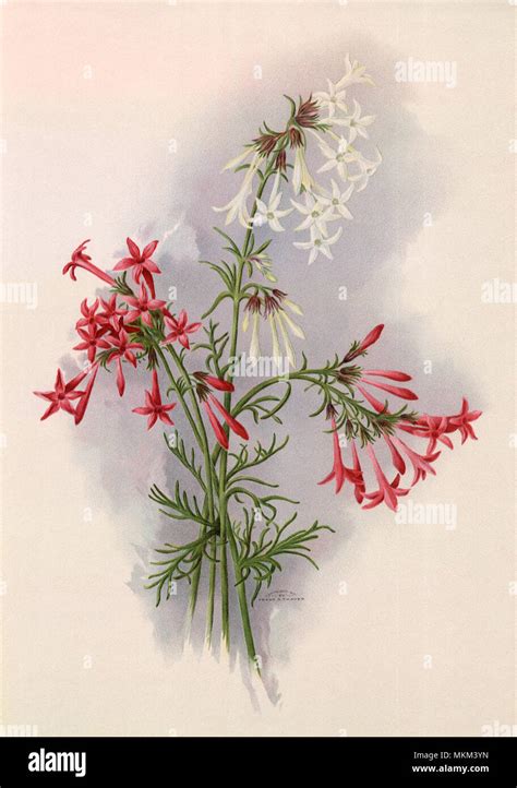 Image result for Contemporary Variations