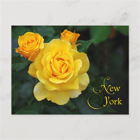 New York State Flower: Rose Postcard | Zazzle