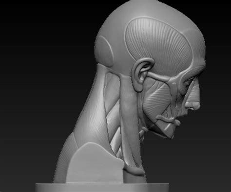 Muscle Head Model Computer Graphics Simulation 的图像结果
