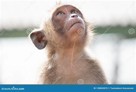 Image result for Monkey Behavior