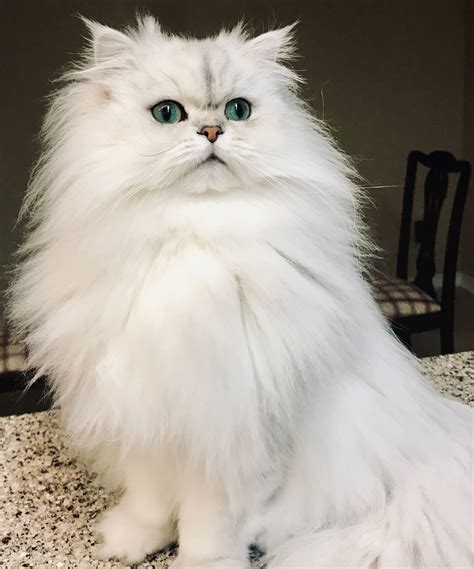 Chinchilla Silver Persian Cat Duesenberg