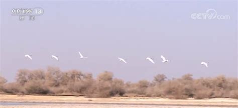 跨越22国的候鸟迁飞区该如何保护_湿地