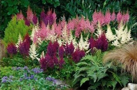 White Pink Purple Astilbe Seeds Bunter Shade Perennial Flower | Etsy ...