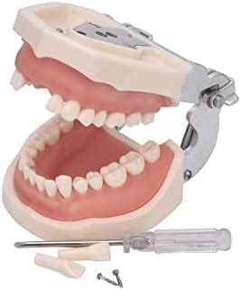 NMD Dental Models Typodont Teeth Model Fit Nissin 500 with Removable ...