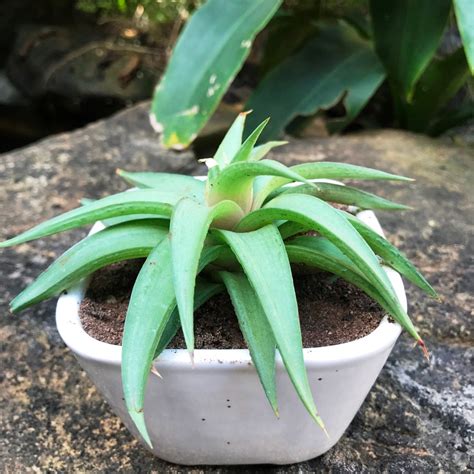 Square Bonsai Ceramic Planter