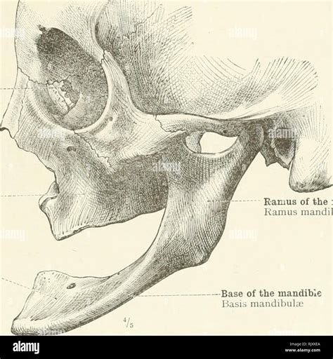 Mandibular Ramus