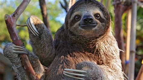 Costa Rica Sloth