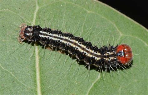 Insect Pests