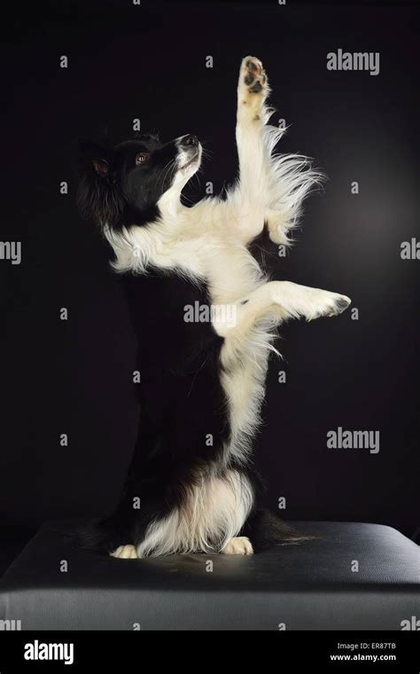 Border Collie Trick Training 的图像结果