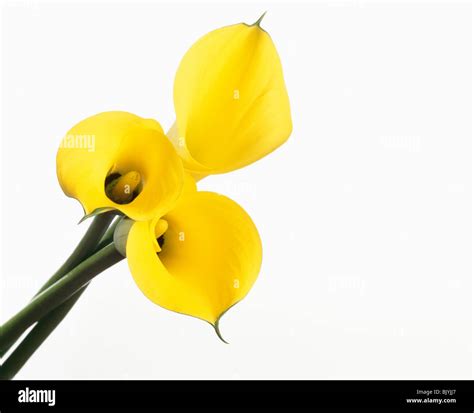 Yellow calla lily Stock Photo - Alamy