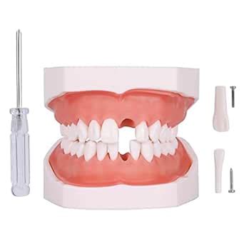 faruijie Typodont Teeth Model - Removable Tooth Teach Practice Model ...