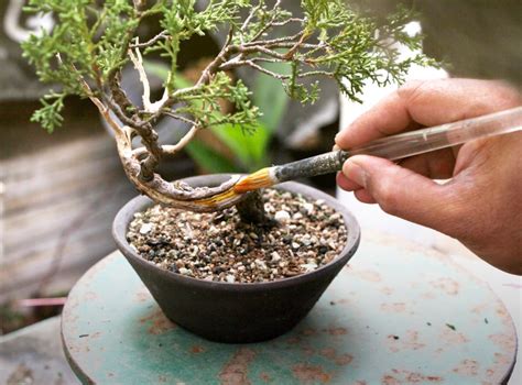 Image result for Bonsai Making Tutorial