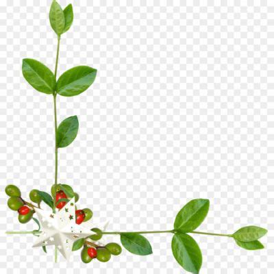 Leaves Frame Background PNG Image - Pngsource