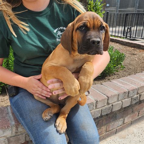 Taylor – Pets and Pals Animal Shelter