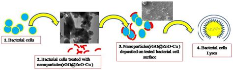 Synthesis, Characterization, and Evaluation of Antimicrobial Efficacy ...