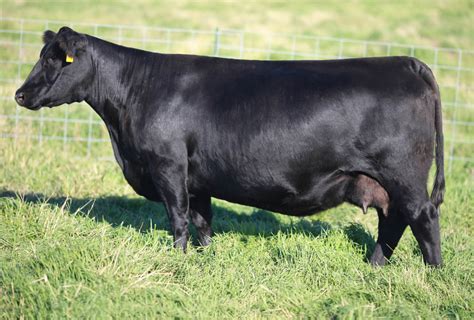 Cow Herd - Brooking Angus Ranch