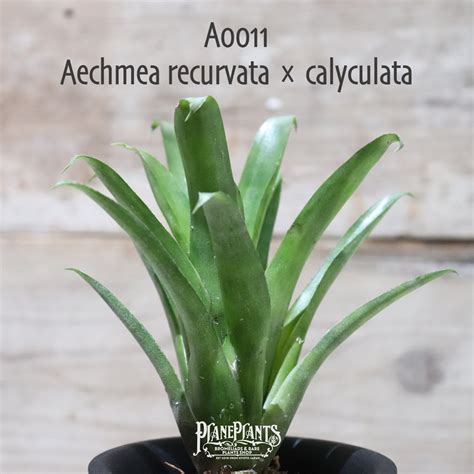 【送料無料】Aechmea recurvata × calyculata〔エクメア〕現品発送A0011 | plane plants