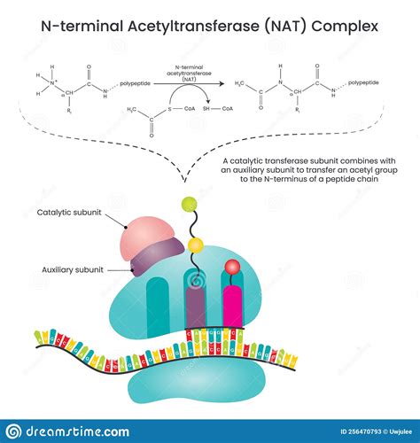 N-terminal Acetyltransferase NAT Complex Vector Illustration Diagram ...