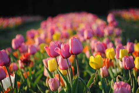 Spring Box Water Development 的图像结果