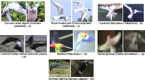 Bird Species Classification Using MATLAB 的图像结果