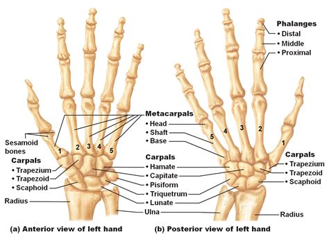 Bones of the hands | Human anatomy and physiology, Anatomy bones, Hand bone