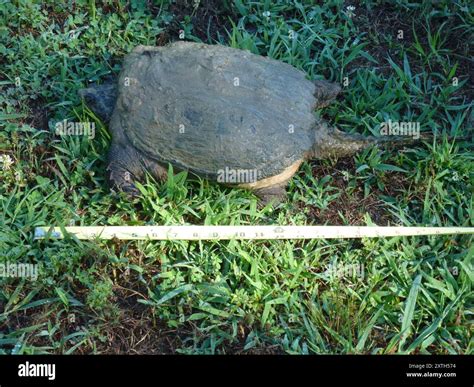 Image result for Snapper Turtle