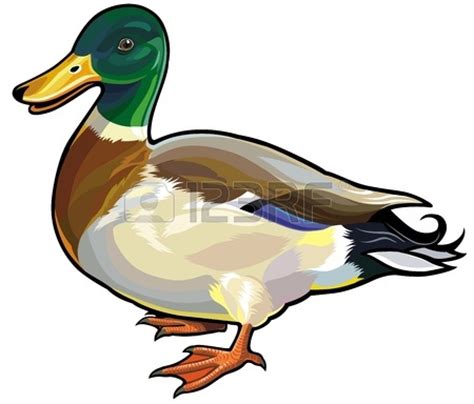 Wild ducks clipart - Clipground