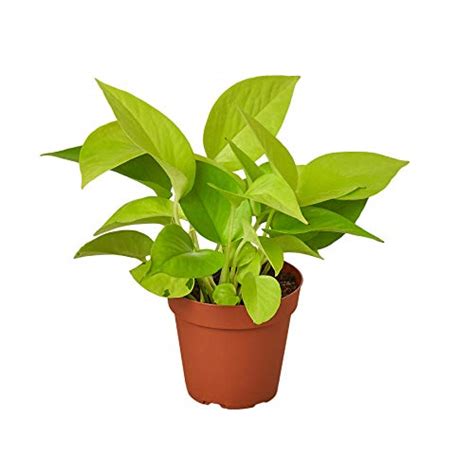 Image result for Sturdy Python Safe Plants