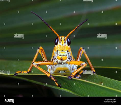 Eastern lubber grasshopper hi-res stock photography and images - Alamy