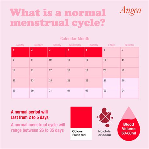 Normal Period Cycle Calendar Phases Of The Menstrual Cycle