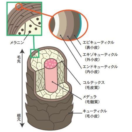 関連する画像の詳細をご覧ください。まつげの敵『乾燥』からマツエクを守るためのケア方法 ｜ 松風オフィシャルブログ