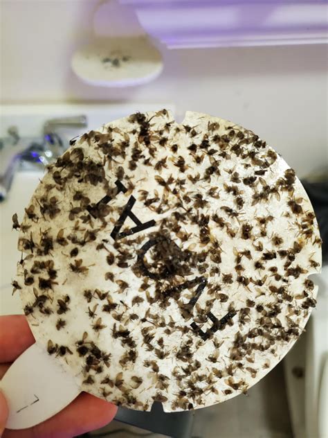 Drain Fly Infestation- I have a severe infestation of drain flies in my ...