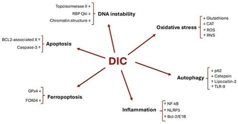 Pathophysiology of Doxorubicin-Mediated Cardiotoxicity