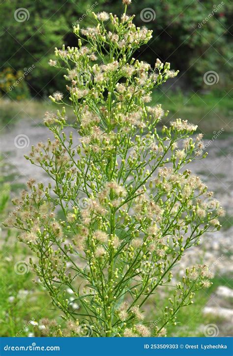 Erigeron Canadensis Or Conyza Canadensis. Common Names Include Horseweed, Canadian Horseweed ...