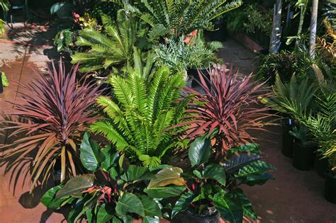 Outdoor Tropical Plants Names And Pictures at Timothy Mitchell blog
