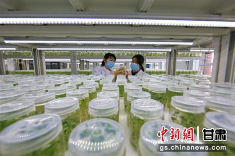 张掖山丹县：优化种薯繁育体系为13万亩马铃薯提质-中新网甘肃