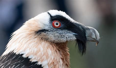 Bearded vulture facts, distribution & population | BioDB