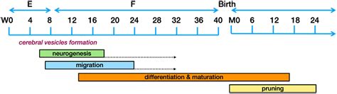 Frontiers | Autism spectrum disorders pathogenesis: Toward a comprehensive model based on ...
