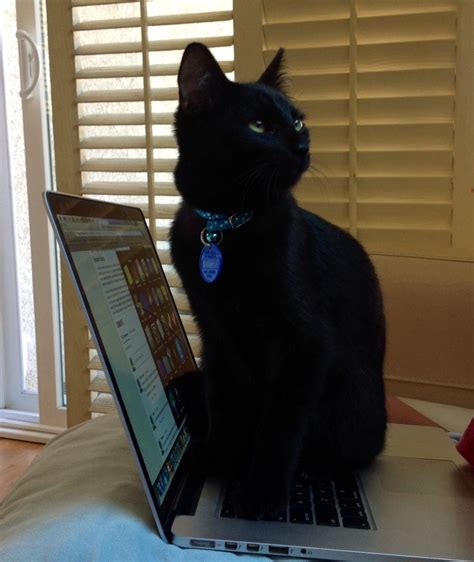 Cat Computer 的图像结果