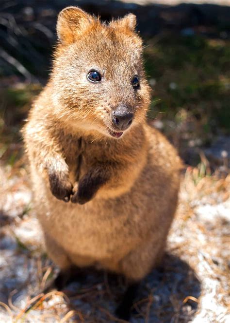50 Quokka Facts: Smiling, Baby-Flinging, Selfie Kings! | Everywhere Wild | Quokka, Cute animals ...