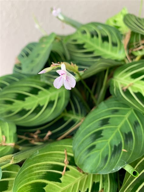 LEMON LIME PRAYER PLANT FLOWER ESSENCE – LOTUSWEI