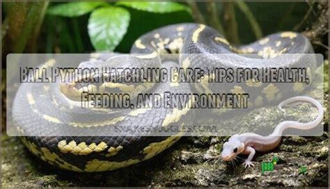 Ball Python Hatchling Care 的图像结果