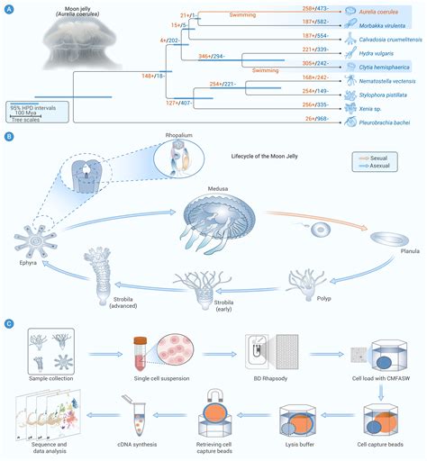 Molecular and cellular basis of life cycle transition provides new insights into ecological ...